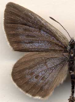 Maculinea teleius obscurata /
male