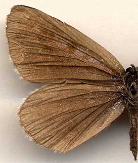 Maculinea cyanecula /
female