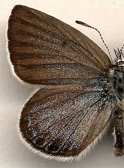 Lycaeides lucifer /
male