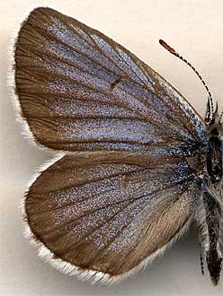 Lycaeides subsolana /
male