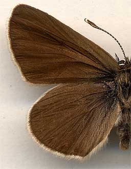 Eumedonia eumedon f.fylgia /
male