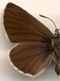 Eumedonia eumedon /
male
