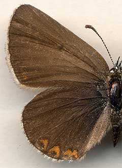 Plebicula amanda /
female