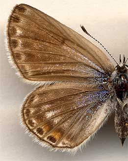 Plebejidea cyane /
female