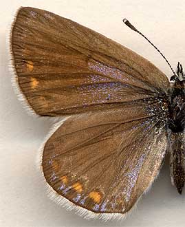 Polyommatus icarus fuchsi /
female