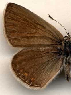 Polyommatus icarus /
female