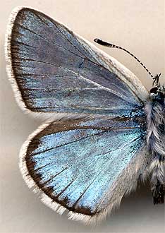 Polyommatus eroides boisduvalii /
male