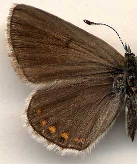 Polyommatus eroides boisduvalii /
female
