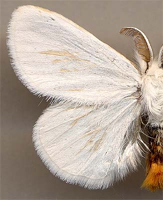 Euproctis similis / 
male