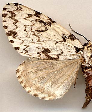 Lymantria monacha / 
female