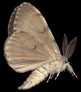 Lymantria dispar // 
E.Siberia, Irkutsk, 
ex pupa 13-VII-2000