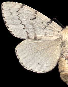 Lymantria dispar / 
female