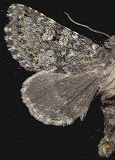 Lasionycta buraetica