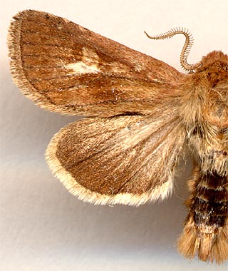 Cerapteryx graminis / 
male