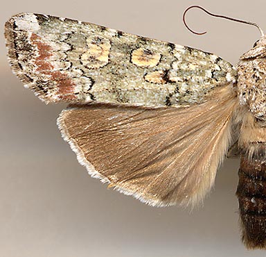 Actebia praecox var. flavomaculata / 
