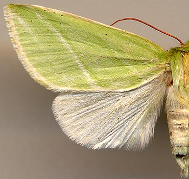 Pseudoips prasinana /
female