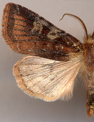 Cerastis leucographa / 
male