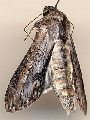 Cucullia elongata /
E.Siberia, 10 km E Irkutsk, ex larva 
(Imago: 28-II-2006), leg. E.Berlov