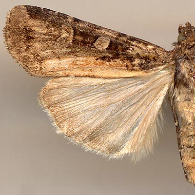 Actebia fennica / 
male