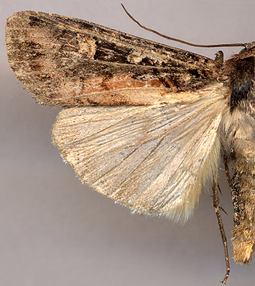 Actebia fennica / 
male