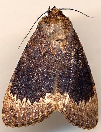 Amphipyra perflua // 
E.Siberia, 10 km E Irkutsk, ex larva 
(Imago: 6-VII-2005), leg. O.Berlov