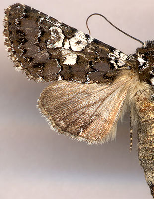 Hadena albimacula /
female