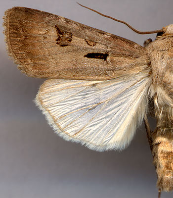 Agrotis exclamationis / 
male