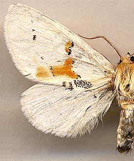 Leucodonta bicoloria / 
