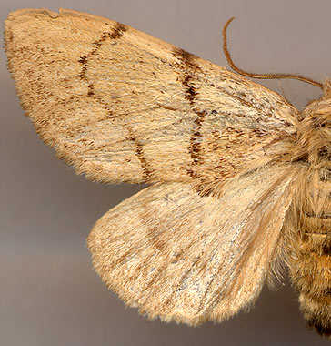 Phalerodonta bombycina / 
female