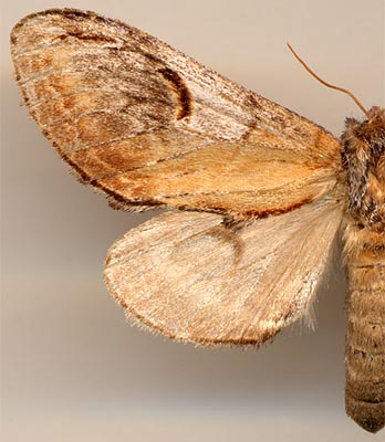 Notodonta ziczac / 
female