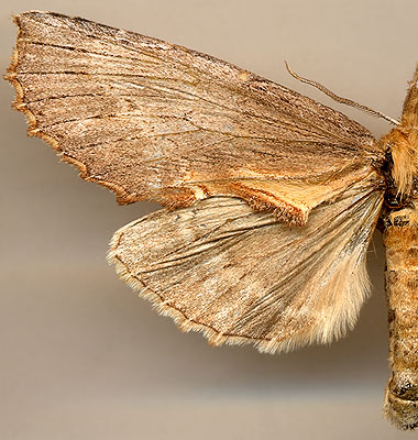 Pterostoma griseum / 
female