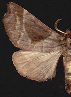 Gonoclostera timoniorum / 
female