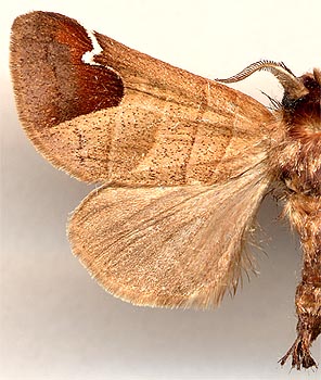 Clostera albosigma curtuloides / 
male