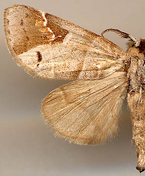 Clostera anachoreta / 
male