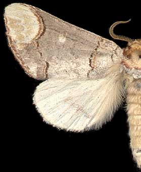 Phalera bucephala / 
