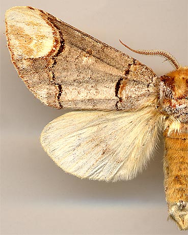 Phalera bucephala / 
