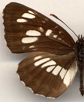Neptis rivularis magnata //
male