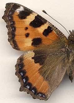 Aglais urticae baicalensis /
male