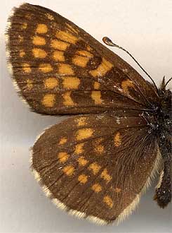 Mellicta athalia tinica /
male