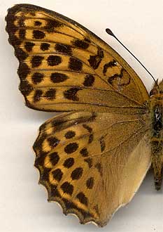 Argynnis paphia /
female