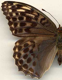 Argynnis paphia f. valesina /
female