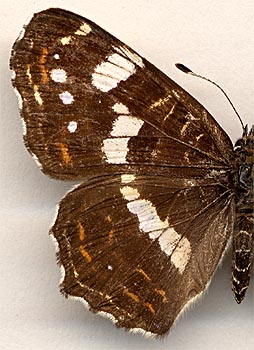 Araschnia levana wladimiri f. borgesti /
female
