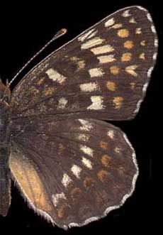 Melitaea phoebe saturata /
