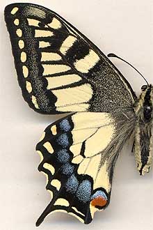 Papilio machaon orientis //
female