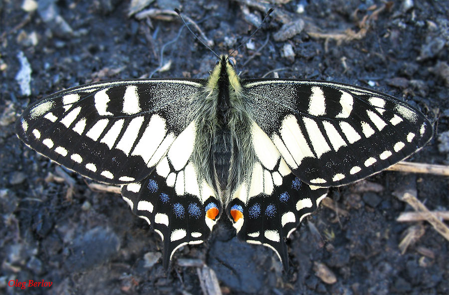 Papilio machaon orientis //
