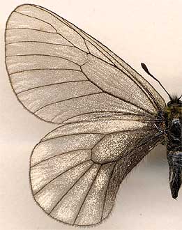 Parnassius stubbendorfii // 
female