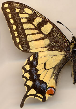Papilio machaon ussuriensis //
