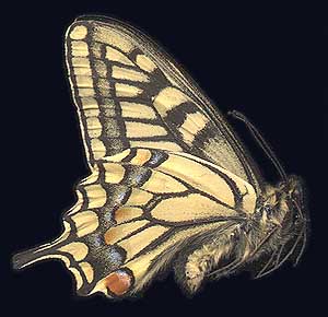 Papilio machaon sachalinensis