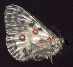 Parnassius phoebus sedakovii // 
