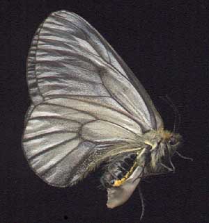 Parnassius stubbendorfii // 
female